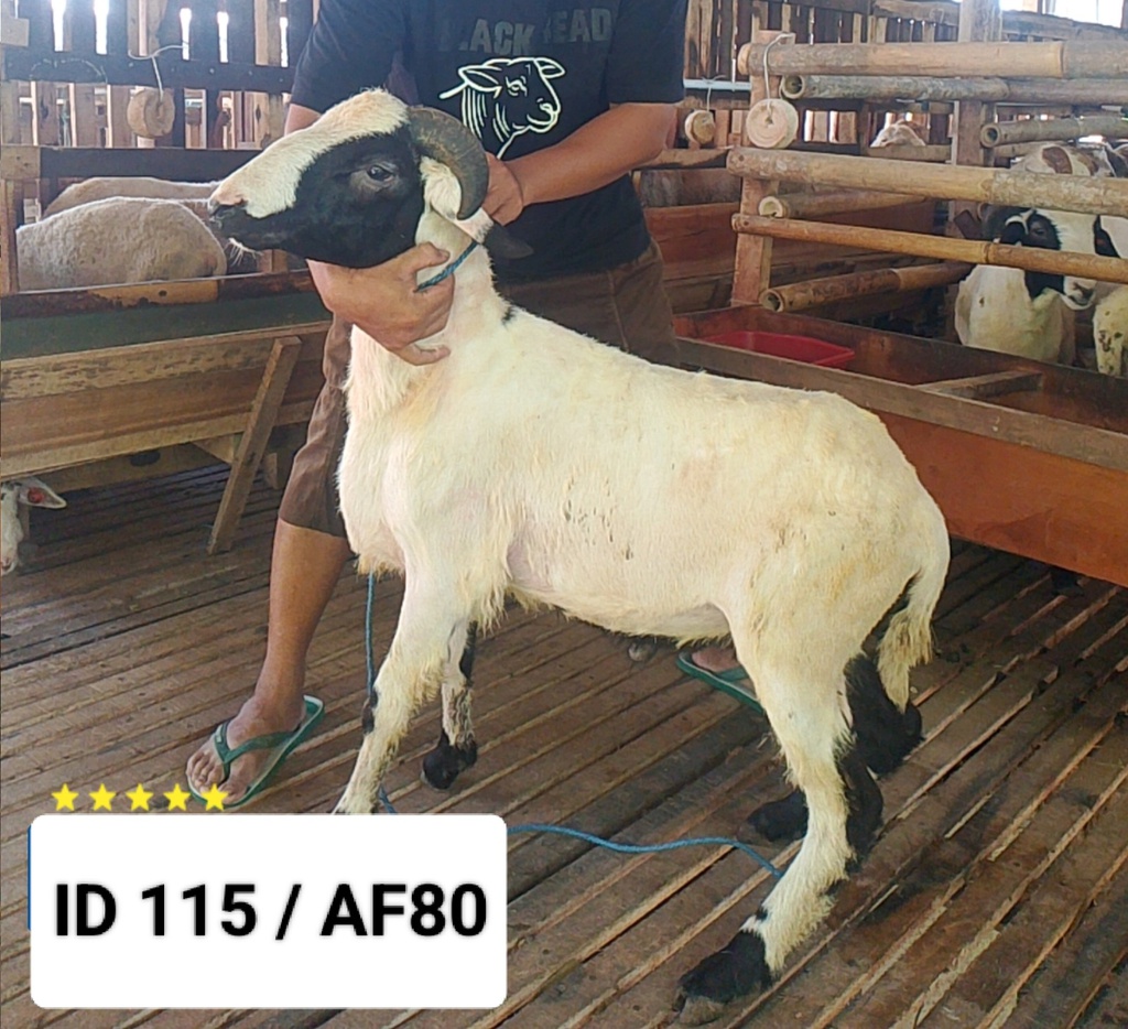 BN115 Domba Tanduk Istimewa 31 - 35 Kg