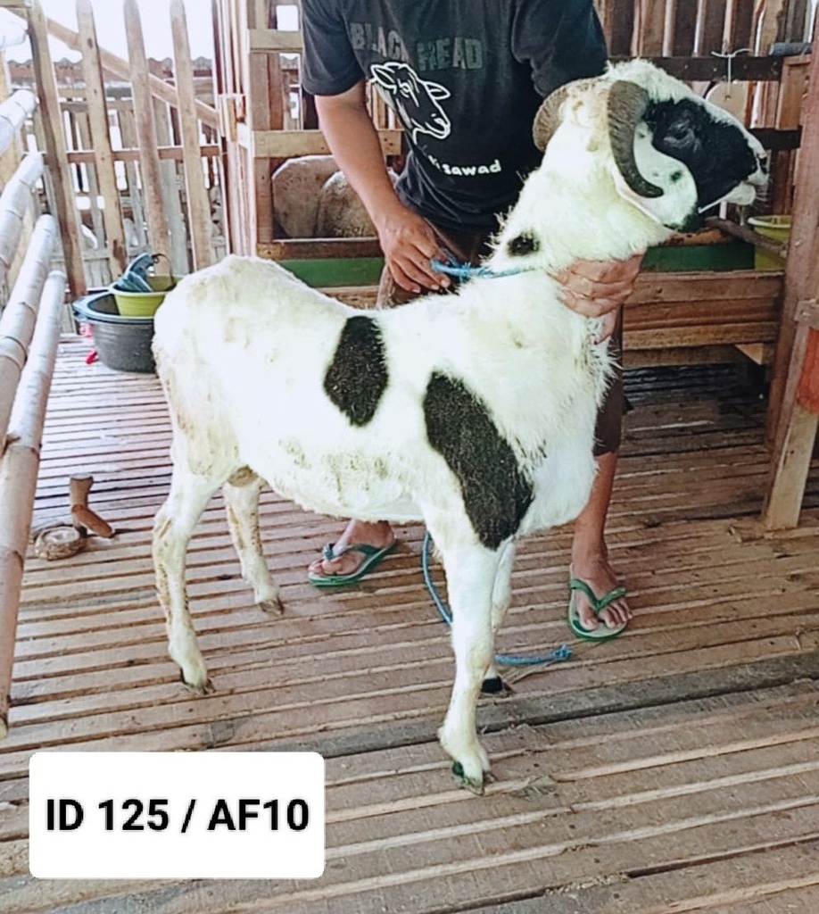 BN125 Domba Tanduk 25 - 30 Kg