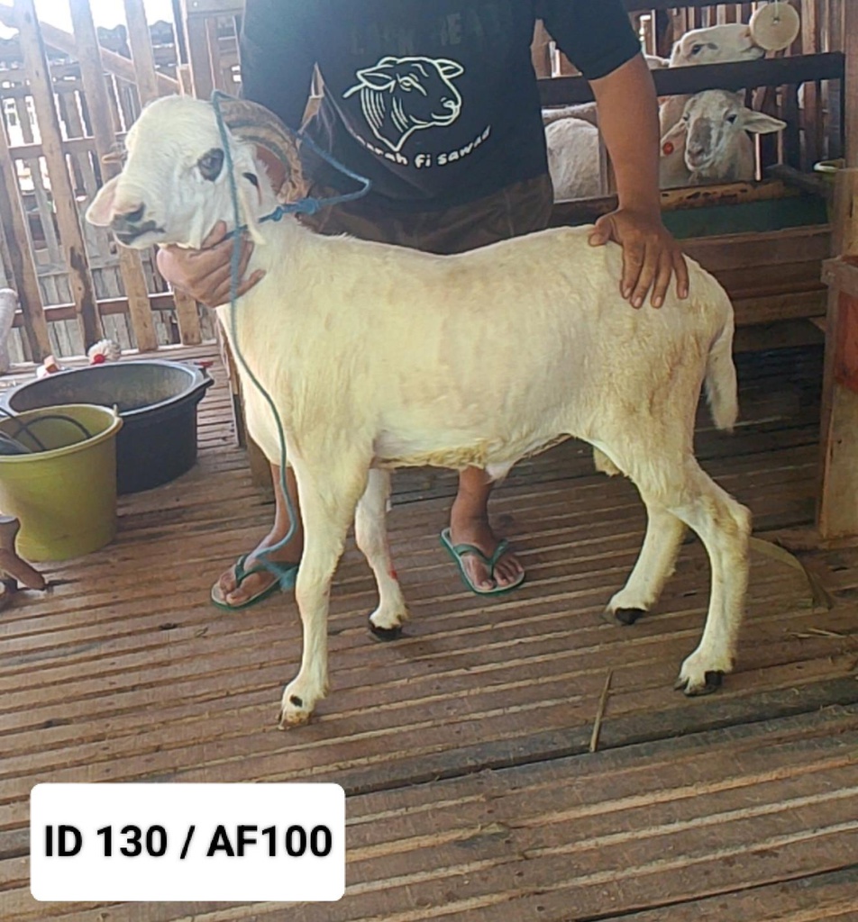 BN130 Domba Tanduk 30 - 35 Kg