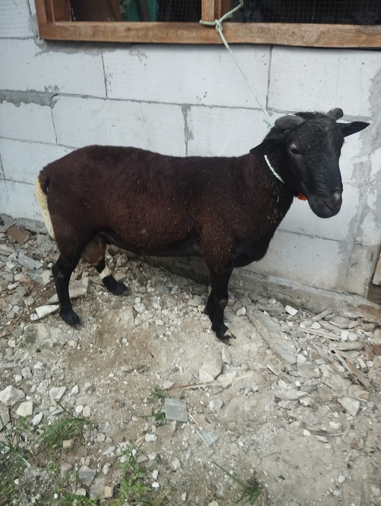 NR201_F1 Domba Tanduk Jumbo 36 - 40 kg