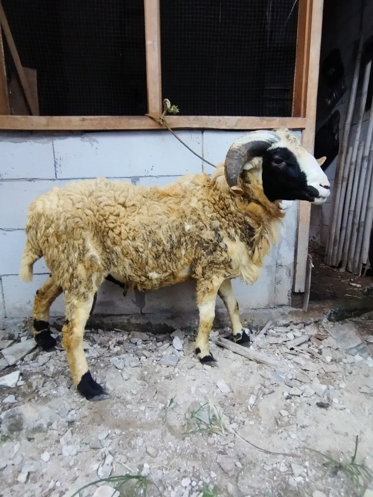 NR202 Domba Tanduk Super Jumbo 41 - 45 kg