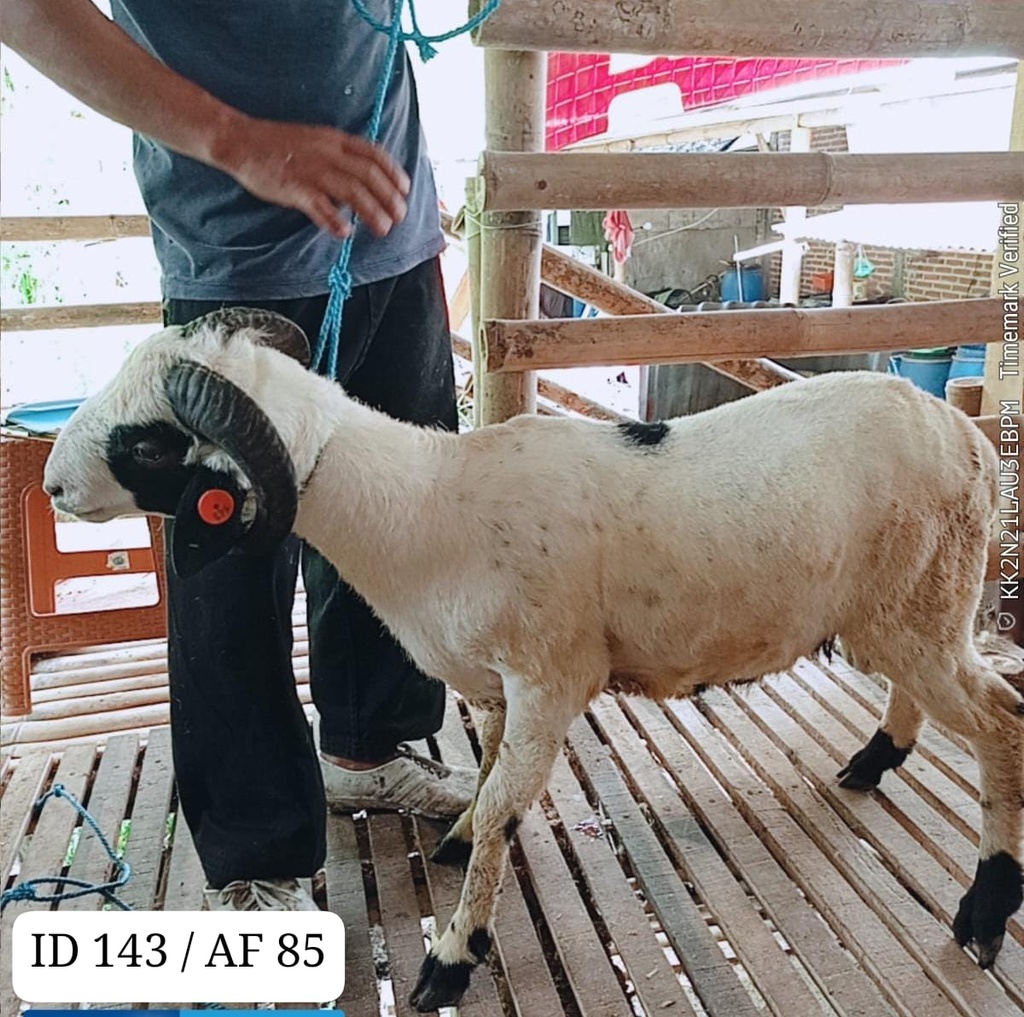BN143 Domba Tanduk Spesial 26 - 30 kg