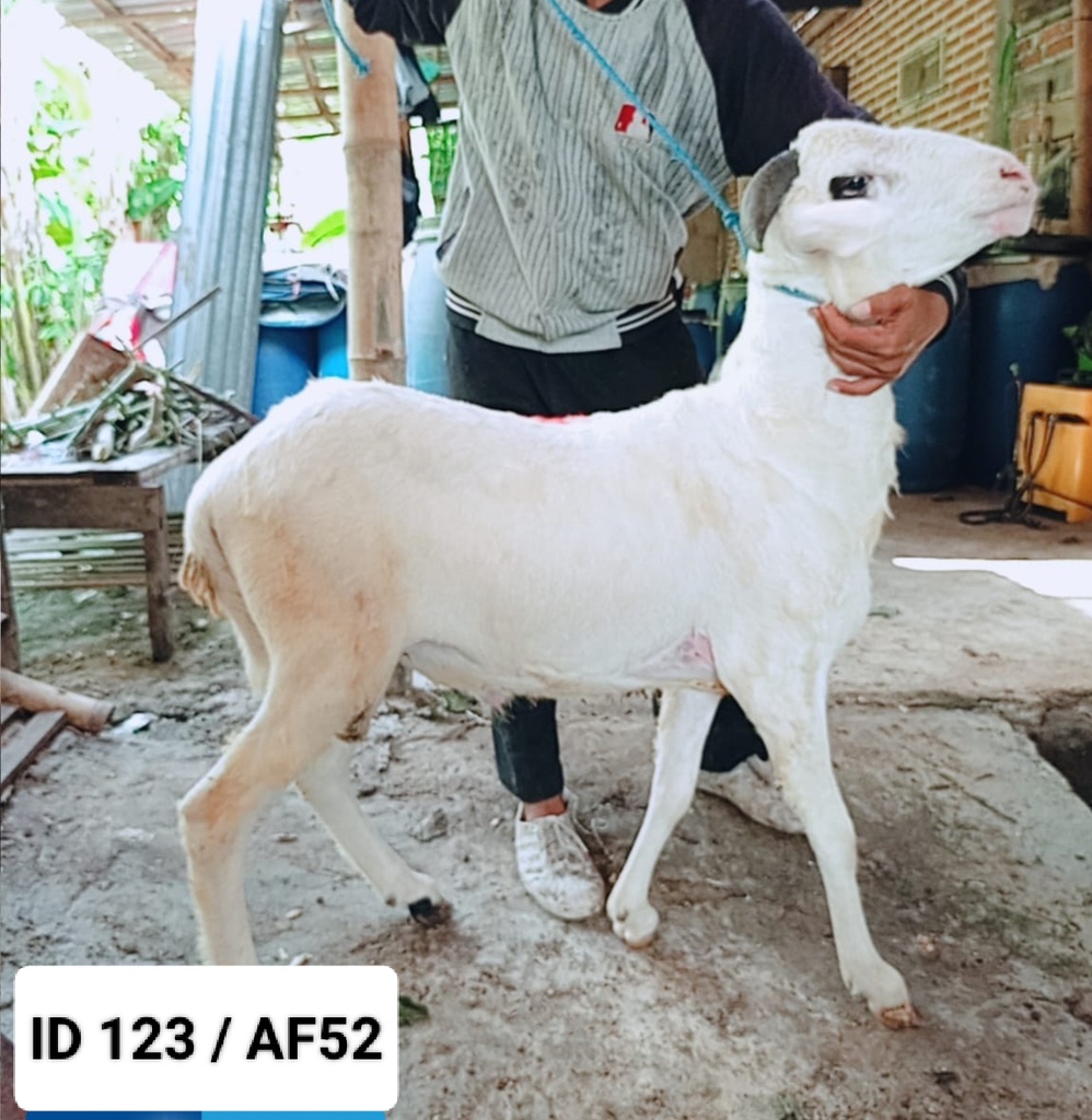 BN123 Domba Tanduk Istimewa 31 - 35 kg