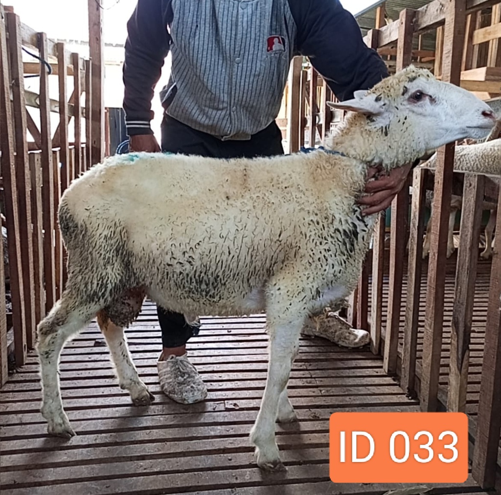BN033A Domba Dugul Spesial 26 - 30 kg