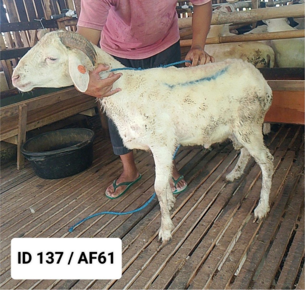 BN137 Domba Tanduk Spesial 26 - 30 kg