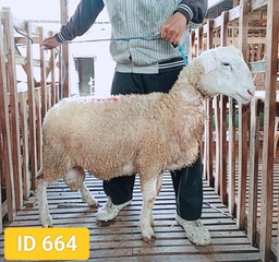 BN066 Domba Dugul 31 - 35 Kg