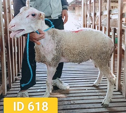 BN618 Domba Dugul 26 - 30 Kg