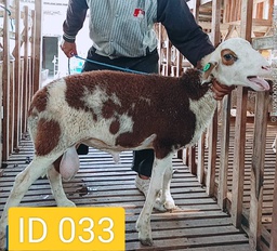 BN033 Domba Dugul 26 - 30 Kg