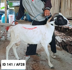 BN141 Domba Tanduk 31 - 35 Kg