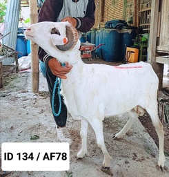 BN134 Domba Tanduk 33 - 36 Kg