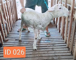 BN026 Domba Dugul 25 - 30 Kg