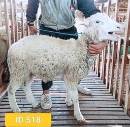 BN518 Domba Dugul Standar 20 - 25 Kg