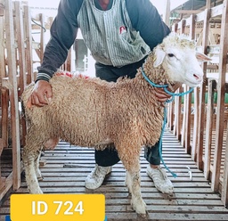 BN724 Domba Dugul 30 - 35 Kg