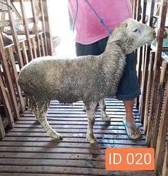 BN020 Domba Dugul 35 - 40 Kg