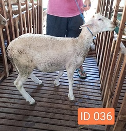 BN036 Domba Dugul 30 - 35 Kg