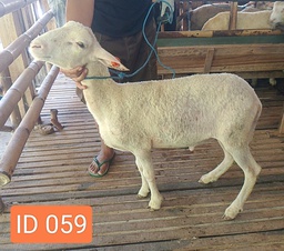 BN059 Domba Dugul Standar 20 - 25 Kg