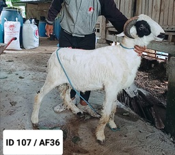 BN107 Domba Tanduk 25 - 30 Kg