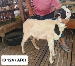 BN124 Domba Tanduk Standar 20 - 25 Kg