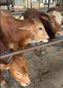 Sapi Jawa bobot 300kg ±