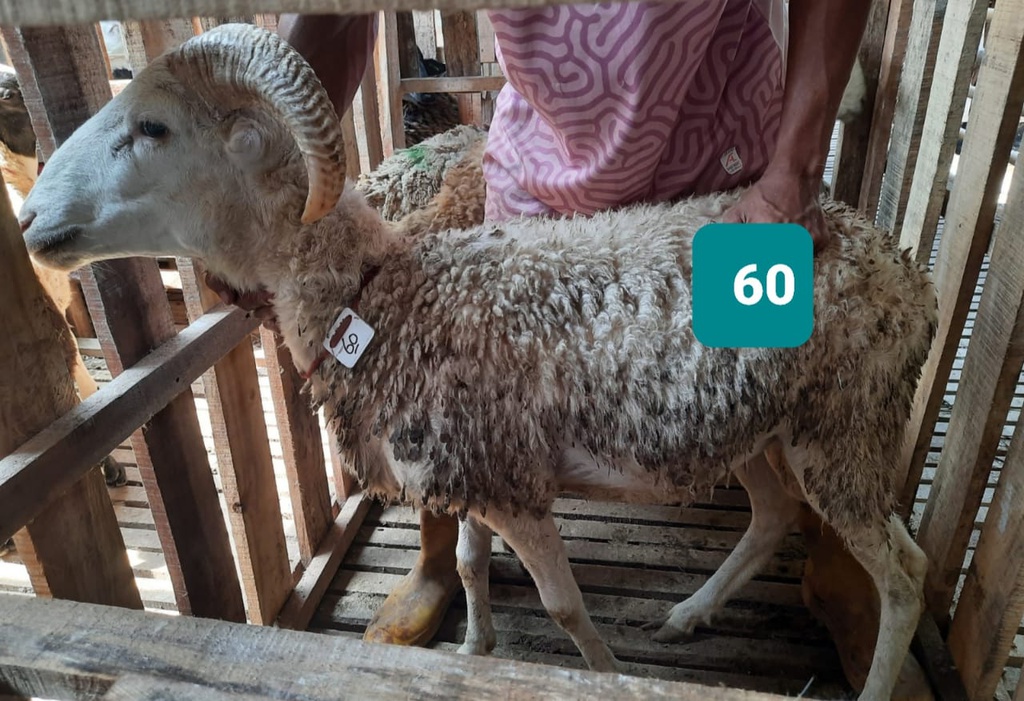 Domba Tanduk 60 (Istimewa) 31 - 35 Kg