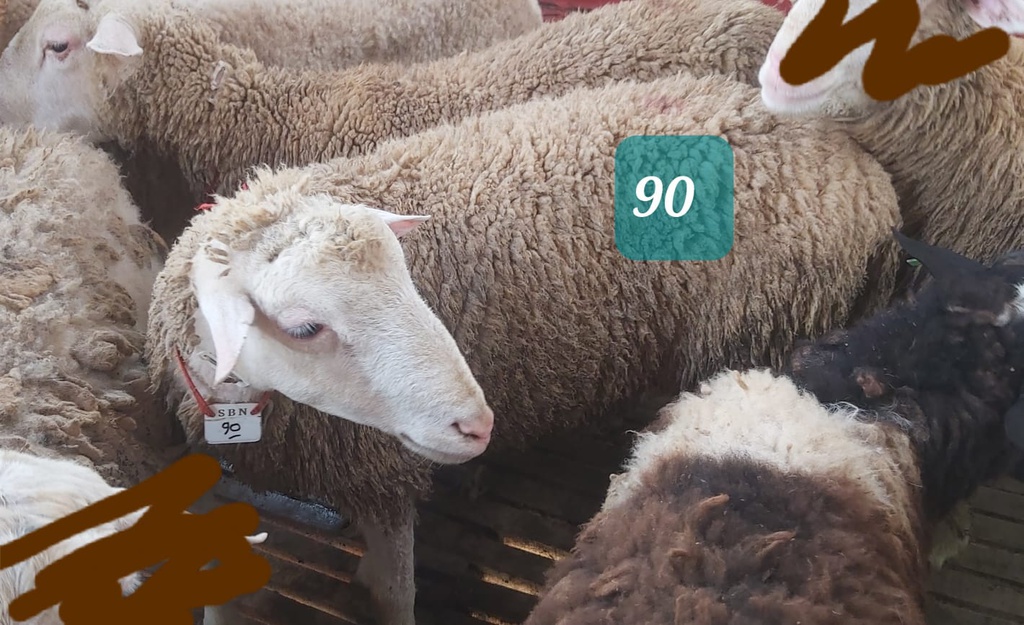 Domba Dugul 90/16966 (Istimewa) 31 - 35 Kg