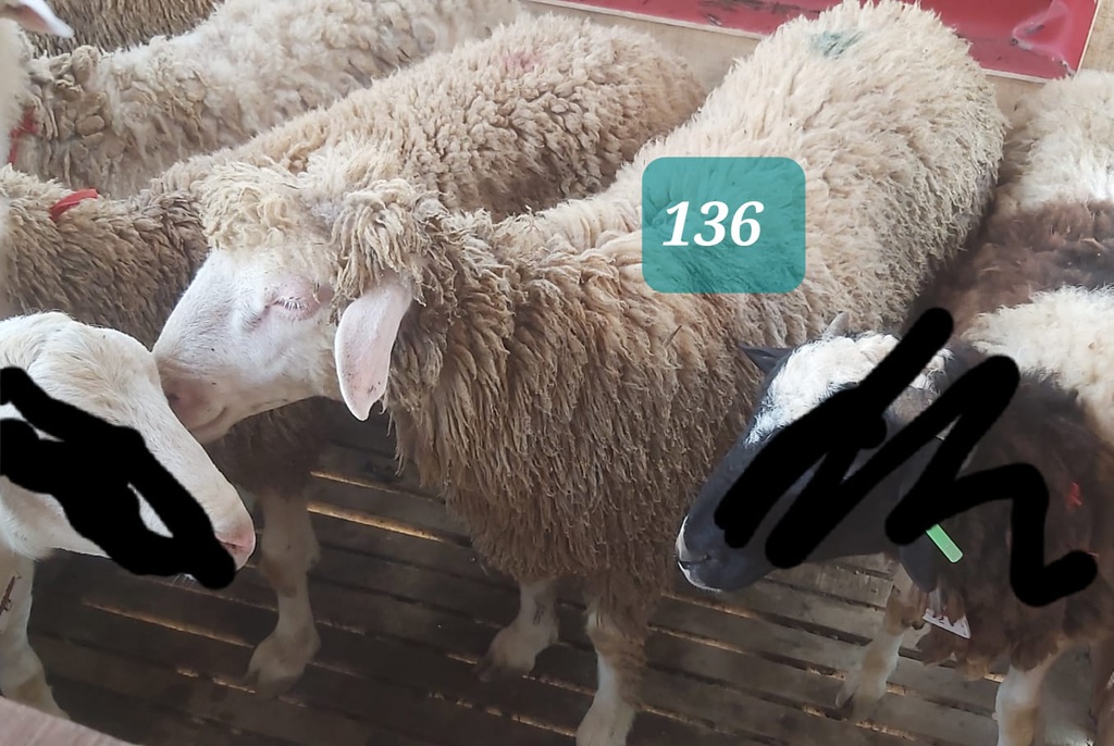Domba Dugul 136/16993 (Jumbo) 36 - 40 Kg