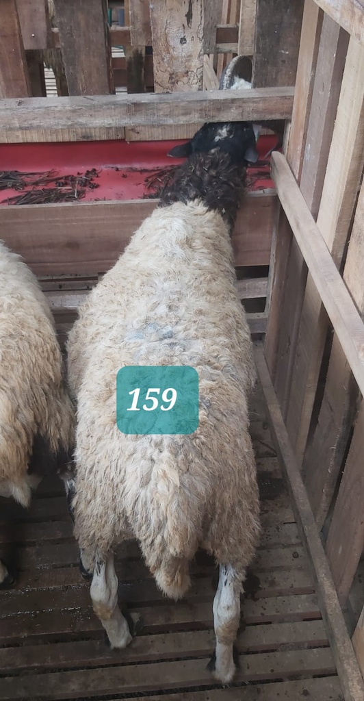 Domba Dugul 159 (Jumbo) 36 - 40 Kg