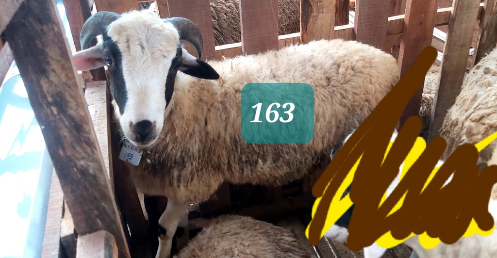 Domba Tanduk 163 (Istimewa) 31 - 35 Kg