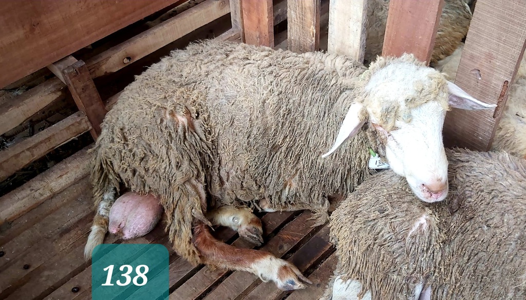 Domba Dugul 138/16982 (Jumbo) 36 - 40 Kg