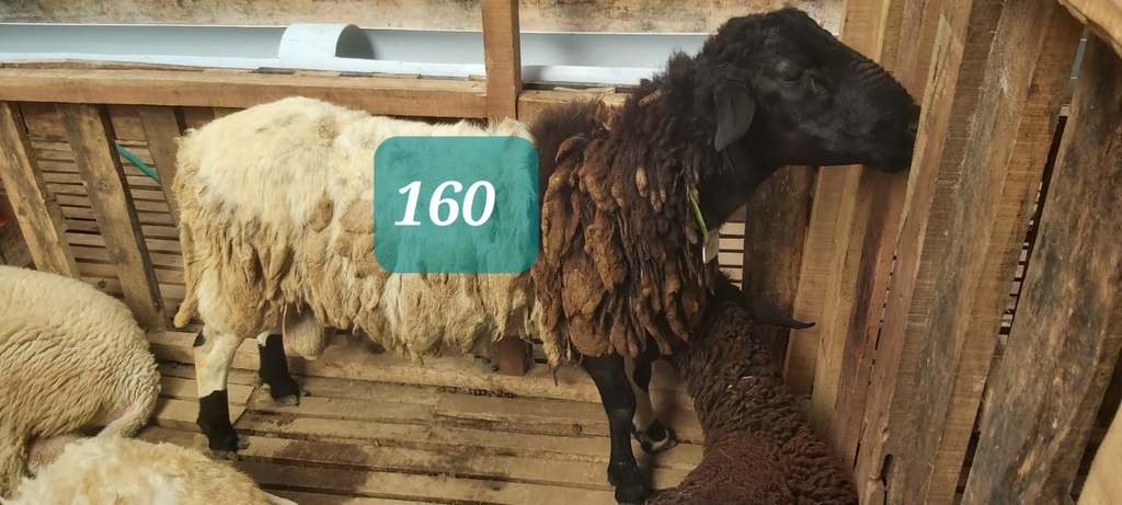 Domba Dugul 160 (Extra Jumbo) 46 - 50 Kg