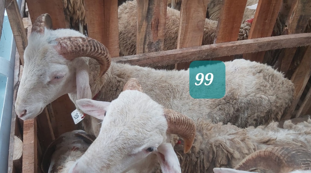 Domba Tanduk 99/16979 (Istimewa) 31 - 35 Kg