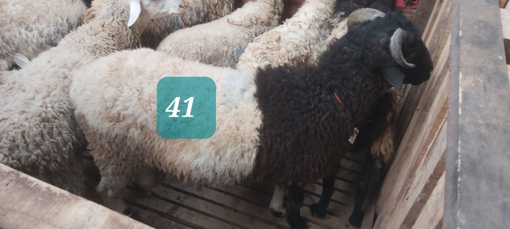 Domba Tanduk 41 (Super Jumbo) 41 - 45 Kg