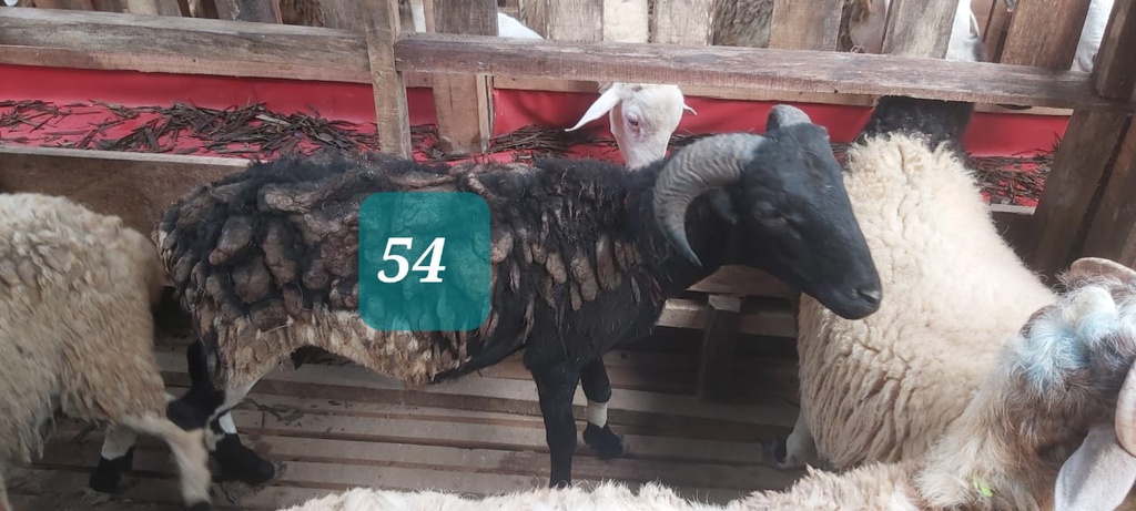 Domba Tanduk 54 (Jumbo) 36 - 40 Kg