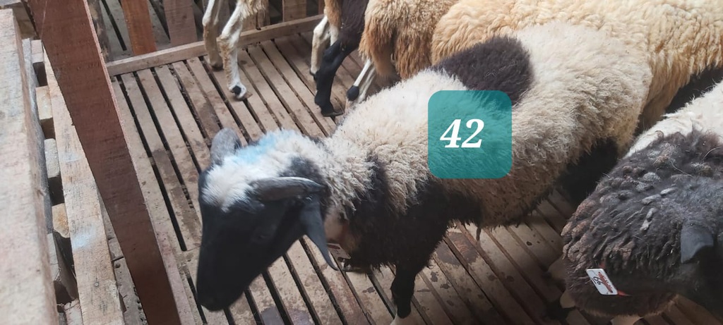 Domba Tanduk 42 (Jumbo) 36 - 40 Kg
