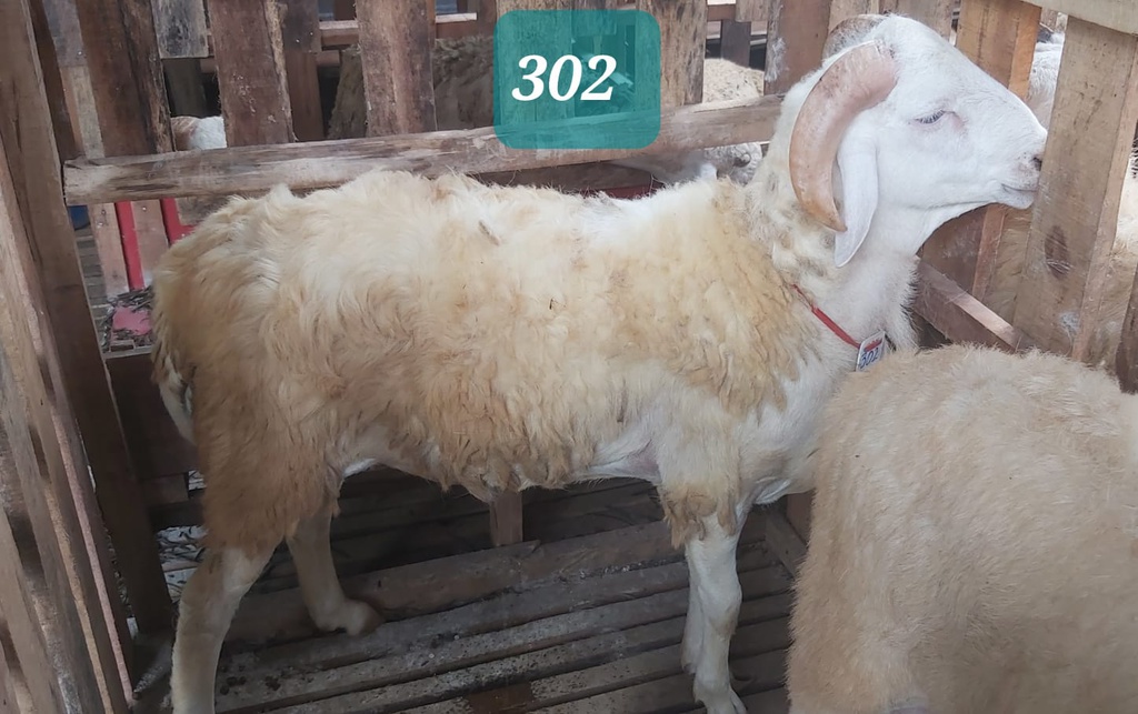 Domba Tanduk 302 (Super Jumbo) 41 - 45 Kg