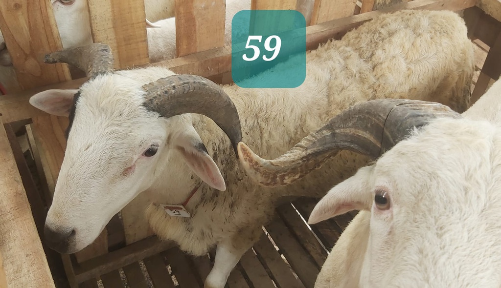 Domba Tanduk 59 (Super Jumbo) 41 - 45 Kg