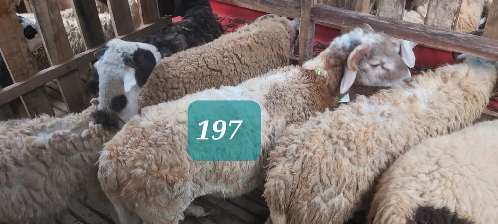 Domba Tanduk 197 (Extra Jumbo) 46 - 50 Kg