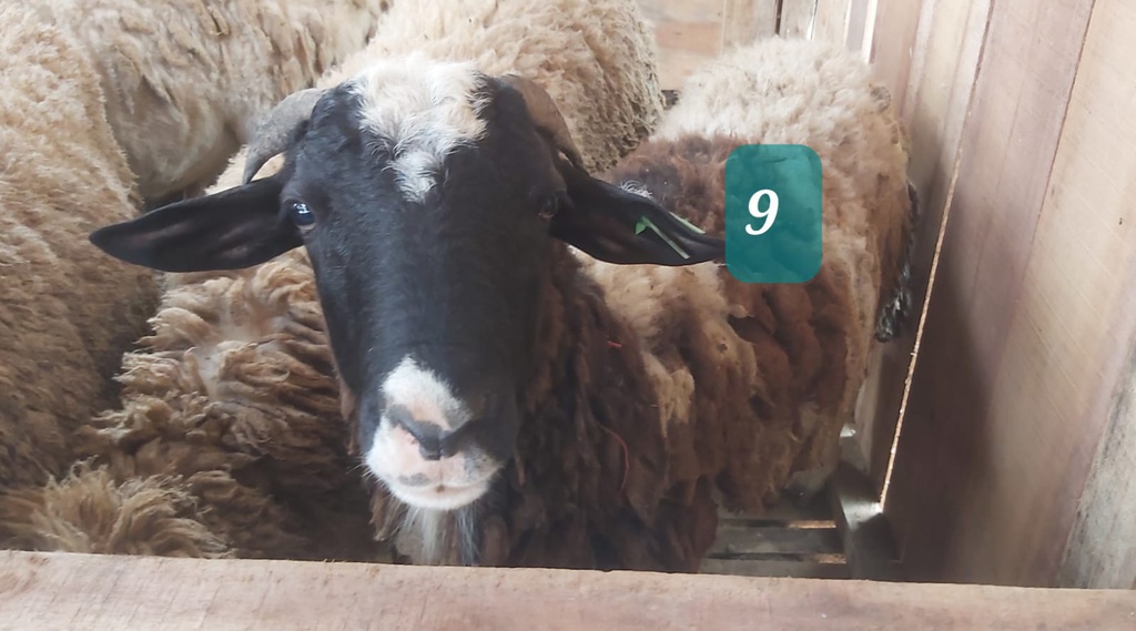 Domba Tanduk 09 (Jumbo) 36 - 40 Kg