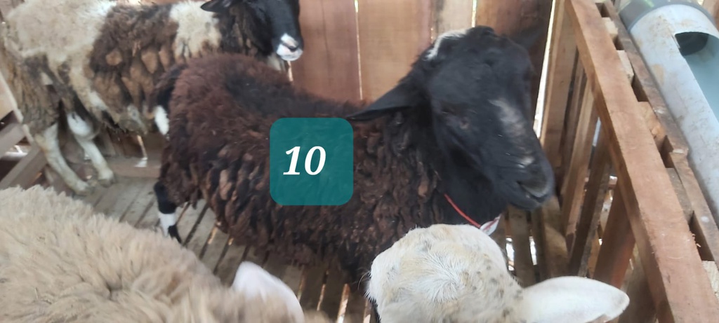 Domba Dugul 10 (Jumbo) 36 - 40 Kg