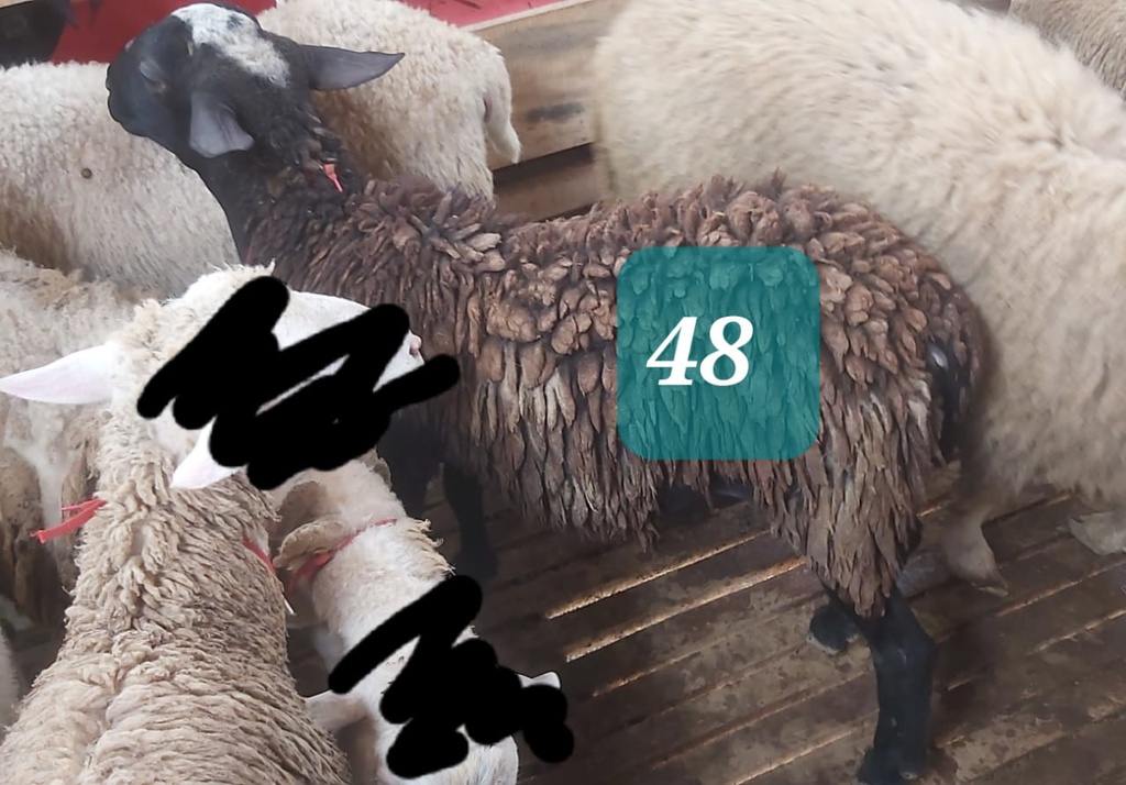 Domba Dugul 48 (Jumbo) 36 - 40 Kg
