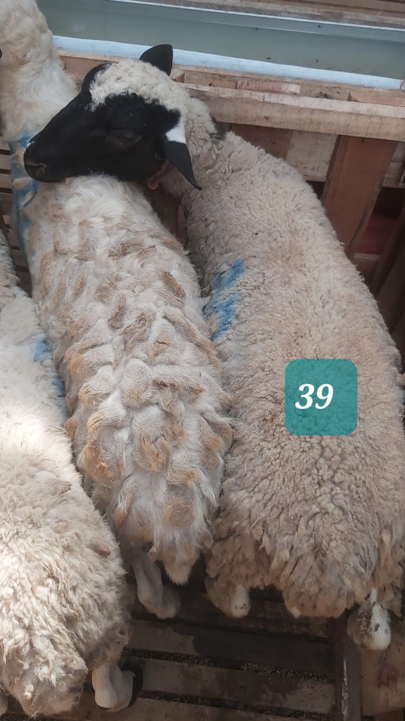 Domba Dugul 39 (Spesial) 26 - 30 Kg