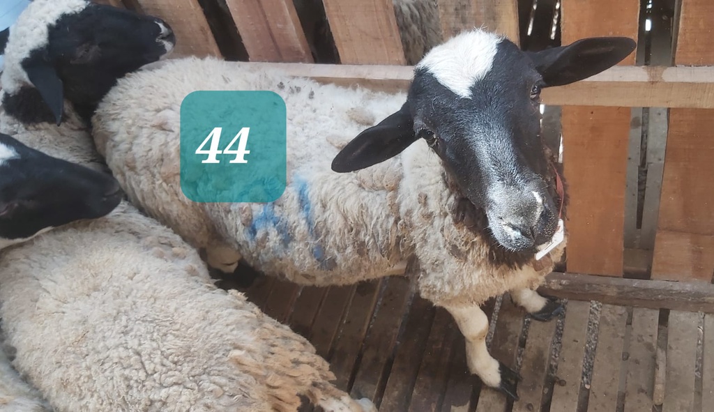 Domba Dugul 44 (Istimewa) 31 - 35 Kg