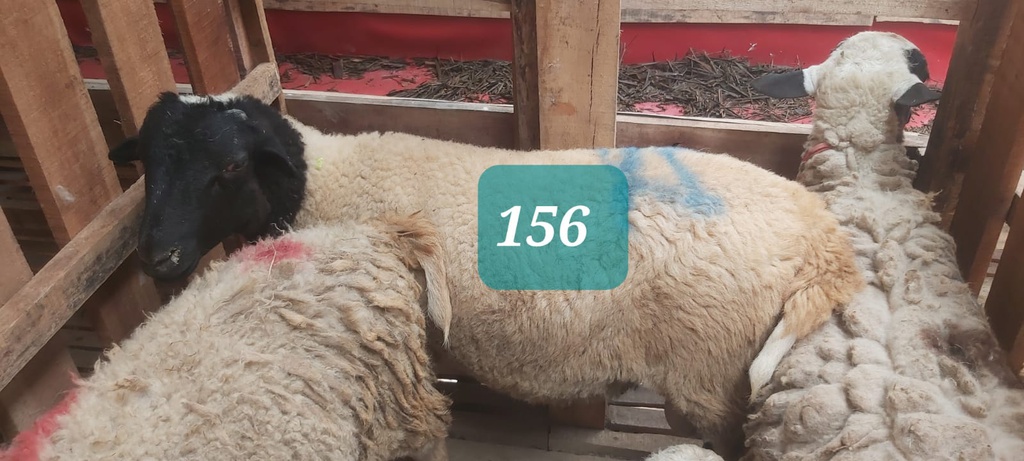 Domba Dugul 156 (Standar) 20 - 25 Kg
