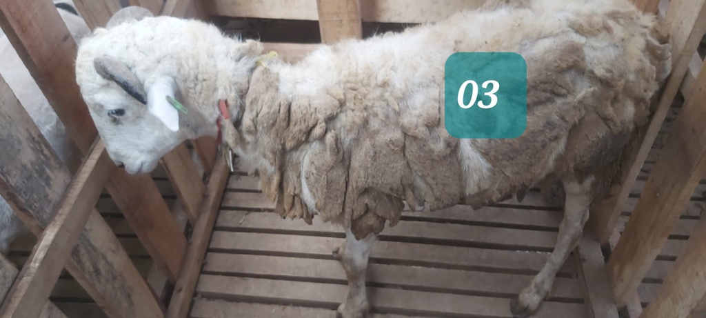 Domba Tanduk 03 (Istimewa) 31 - 35 Kg