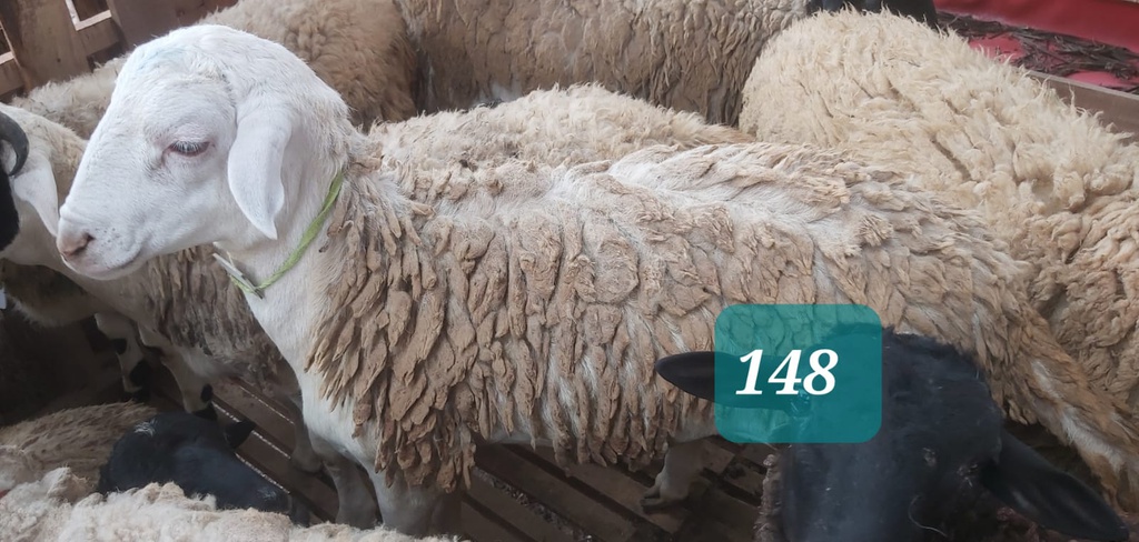 Domba Dugul 148 (Jumbo) 36 - 40 Kg