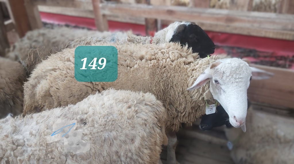 Domba Dugul 149 (Istimewa) 31 - 35 Kg