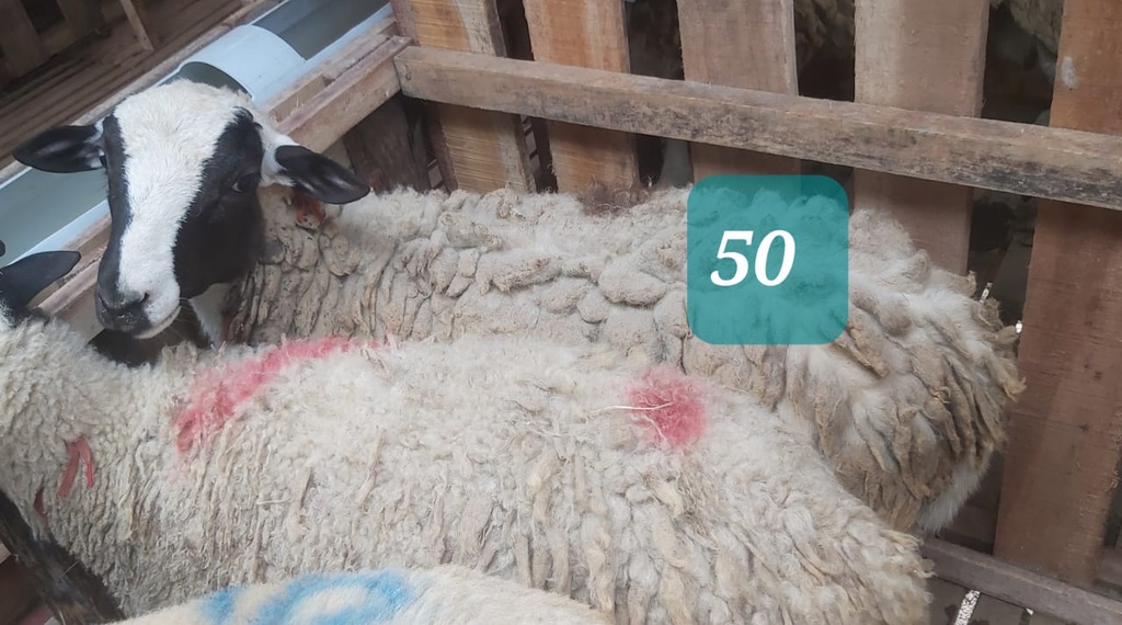 Domba Dugul 50 (Standar) 20 - 25 Kg