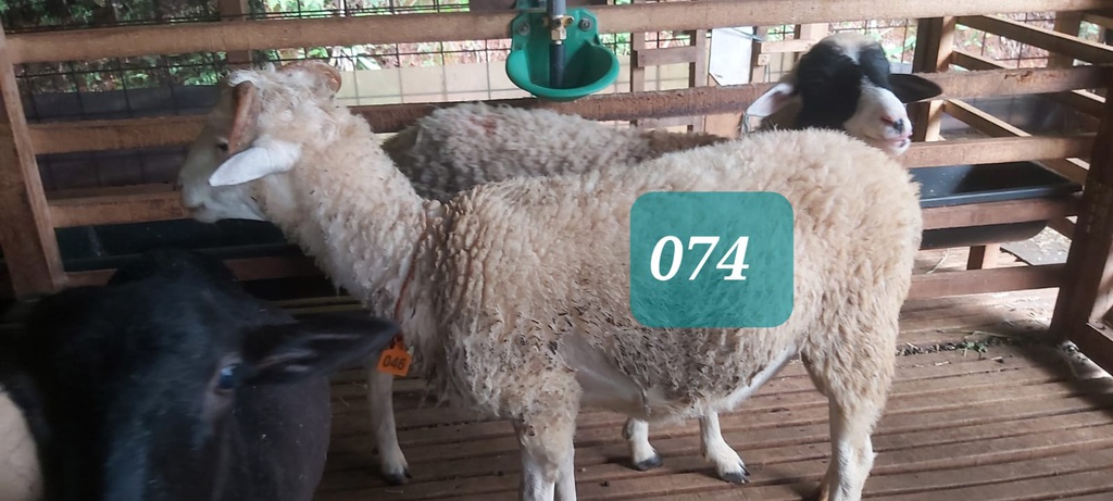 Domba Tanduk 74 (Spesial) 26 - 30 Kg