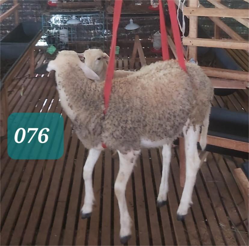 Domba Dugul 76 (Standar) 20 - 25 Kg