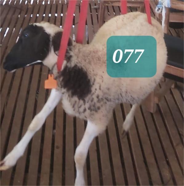 Domba Dugul 77 (Standar) 20 - 25 Kg